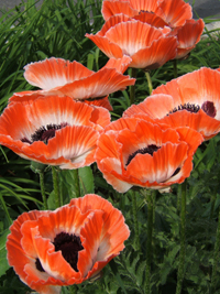 poppy