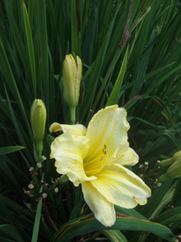 lilly