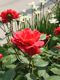 rose